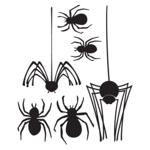 Spider Collection Wall Quotes™ Wall Art Decal